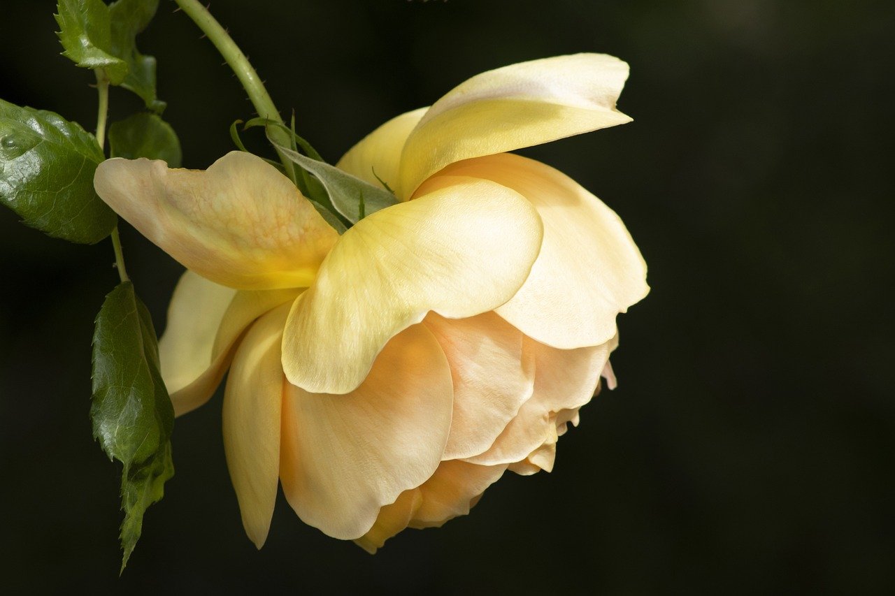 Preserving and Framing Pressed Flowers